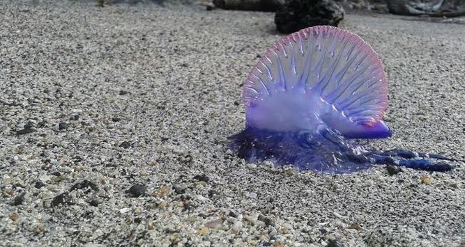 La diversidad de especies marinas en las aguas de El Salvador-1