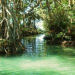 Importancia de los manglares en la preservación marina