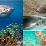 Estado de las áreas marinas protegidas en el país