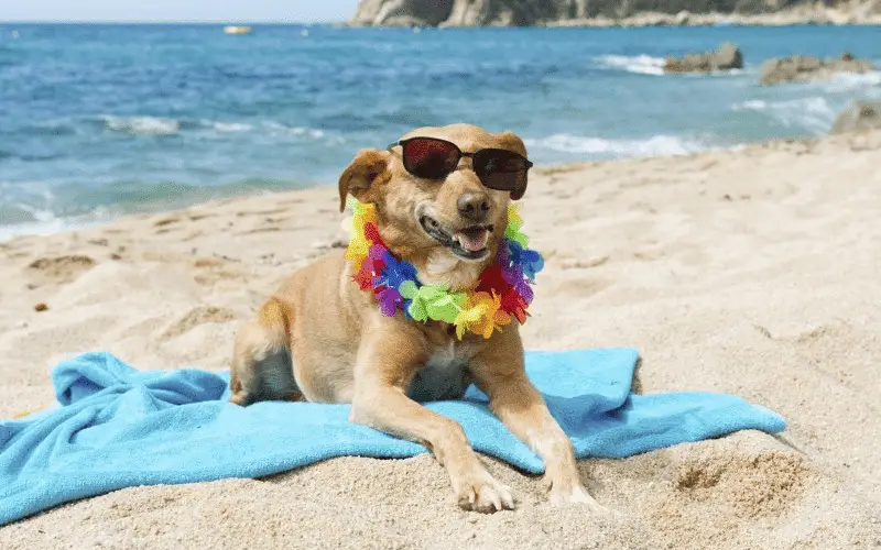 Mascotas permitidas en playas salvadoreñas durante torneos de surf-1