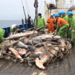 Medidas y estrategias contra la pesca ilegal en El Salvador