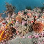 Conservación marina: fomentando la preservación de nuestros océanos