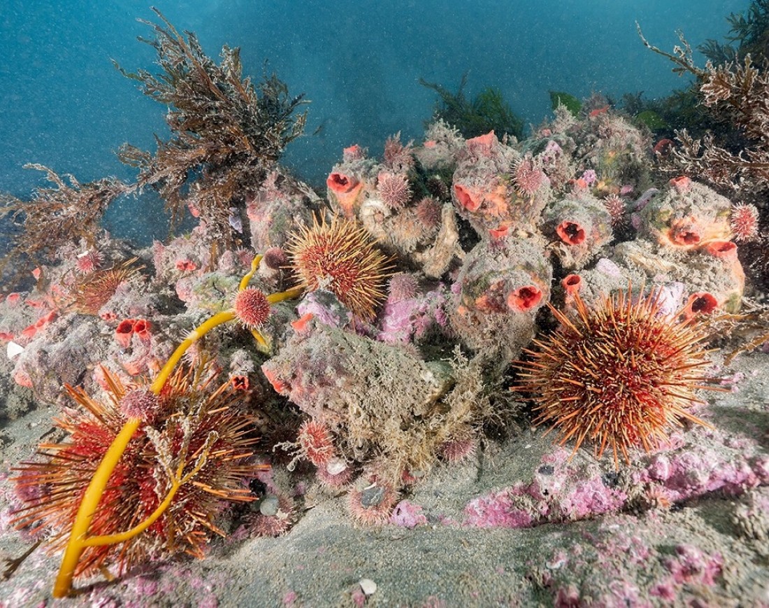 Conservación marina: fomentando la preservación de nuestros océanos-1