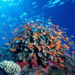 Desafíos en conservación de playas y ecosistema marino: ¿Cómo afrontarlos?