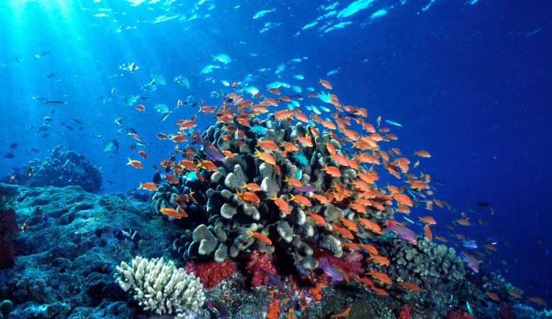 Desafíos en conservación de playas y ecosistema marino: ¿Cómo afrontarlos?-1
