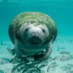 Especies en peligro de extinción en playas salvadoreñas: ¿Cuántas hay?