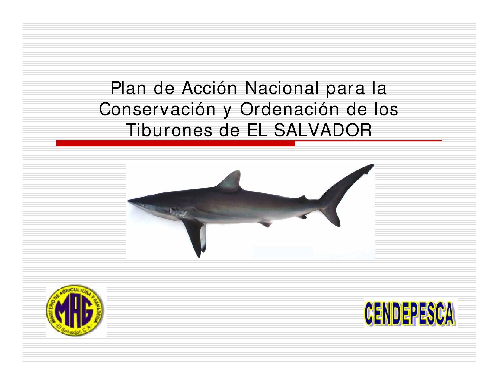 Tiburones en las playas de El Salvador: ¿Verdad o ficción?-1