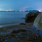 Vida nocturna después de surfear en El Salvador