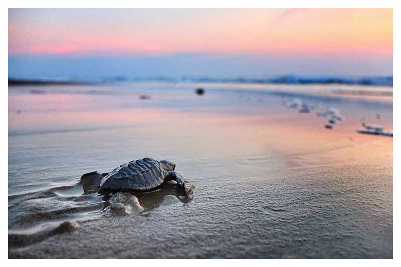 La combinación perfecta: surf y tortugas marinas en El Salvador-1